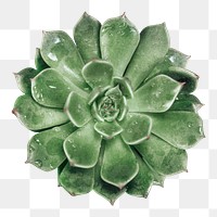 Succulent plant png sticker, transparent background