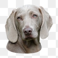 Gray Weimaraner dog png sticker, transparent background