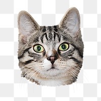 Tabby cat png sticker, transparent background