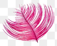 Pink feather png sticker, transparent background