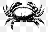 Crab animal png sticker, transparent background