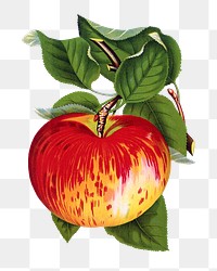 Wealthy apple illustration png sticker, transparent background