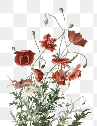 Red poppy flowers png sticker, transparent background