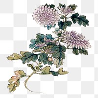 Japanese chrysanthemum png on transparent background.    Remastered by rawpixel. 