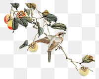 Japanese bird perched on branch png on transparent background.    Remastered by rawpixel. 