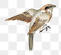 Japanese bird png on transparent background.    Remastered by rawpixel. 