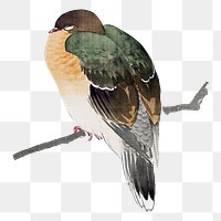 Japanese bird png on transparent background.    Remastered by rawpixel. 