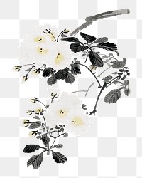 Japanese white flowers png on transparent background.    Remastered by rawpixel. 