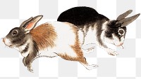 Japanese hares png on transparent background.    Remastered by rawpixel. 