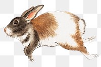 Japanese hare png on transparent background.    Remastered by rawpixel. 