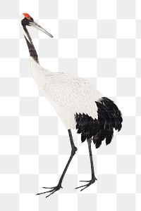 Japanese crane png on transparent background.    Remastered by rawpixel. 