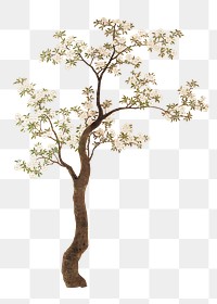 Japanese cherry blossom tree png on transparent background.    Remastered by rawpixel. 