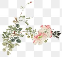 Japanese pink flower png on transparent background.    Remastered by rawpixel. 