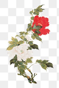 Japanese peonies png on transparent background.    Remastered by rawpixel. 