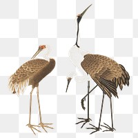 Japanese cranes png on transparent background.    Remastered by rawpixel. 