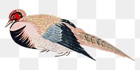 Japanese pheasant png on transparent background.    Remastered by rawpixel. 