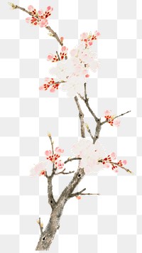 Japanese pink blossoms png on transparent background.    Remastered by rawpixel. 