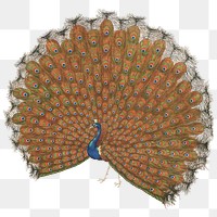 Japanese peacock png on transparent background.    Remastered by rawpixel. 