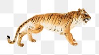 Vintage tiger png animal illustration, transparent background. Remastered by rawpixel. 