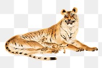 Reclining tiger png, vintage animal illustration, transparent background. Remastered by rawpixel. 