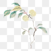 Peach fruit branch png sticker, transparent background.    Remastered by rawpixel. 