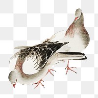 Vintage pigeons png on transparent background.    Remastered by rawpixel. 