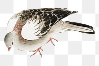 Vintage pigeon png on transparent background.    Remastered by rawpixel. 