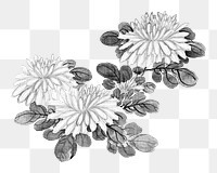 Vintage chrysanthemums png on transparent background.   Remastered by rawpixel. 