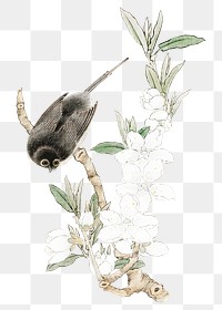 Vintage bird on branch png on transparent background.   Remastered by rawpixel. 