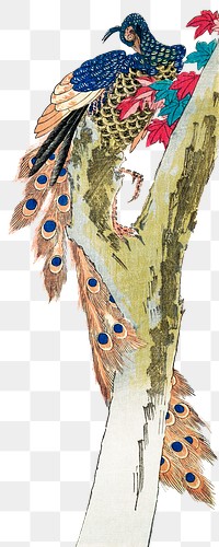Vintage peacock png on transparent background.   Remastered by rawpixel. 