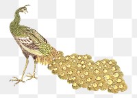 Vintage peacock png on transparent background.   Remastered by rawpixel. 