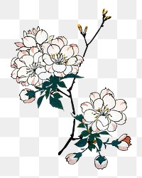 Vintage cherry blossom png on transparent background.    Remastered by rawpixel. 