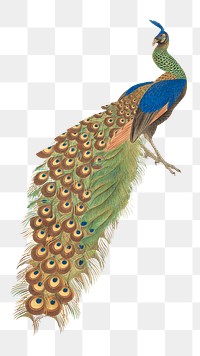 Vintage peacock png on transparent background.    Remastered by rawpixel. 