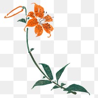 Vintage tiger lily png on transparent background.    Remastered by rawpixel. 