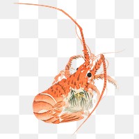 Png Asai Koei's Japanese lobster, transparent background.    Remastered by rawpixel. 