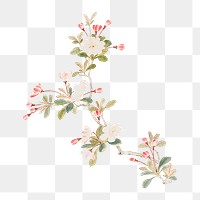 Vintage crab-apple blossom png on transparent background.    Remastered by rawpixel. 