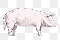 Png pig  animal illustration, transparent background