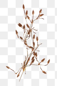Dried flower png sticker, transparent background