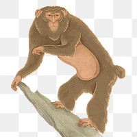 Japanese monkey png sticker, vintage wildlife illustration, transparent background