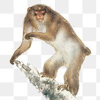 Japanese monkey png sticker, vintage wildlife illustration, transparent background