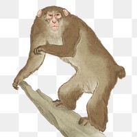 Japanese monkey png sticker, vintage wildlife illustration, transparent background