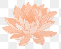 Vintage water lily png aesthetic Japanese ukiyo-e remixed sticker, transparent background