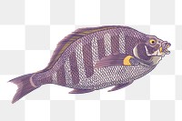 Sheepshead fish png sticker, vintage animal illustration, transparent background