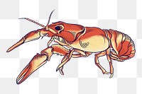Vintage crayfish png sticker, sea animal illustration, transparent background