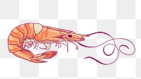 Vintage prawn png sticker, sea animal illustration, transparent background