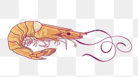 Vintage prawn png sticker, sea animal illustration, transparent background