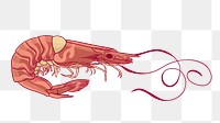 Vintage prawn png sticker, sea animal illustration, transparent background