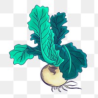 Vintage radish vegetable png sticker, food illustration, transparent background