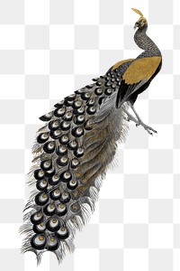 Gold peacock png, vintage bird illustration, transparent background