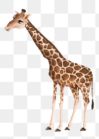 Giraffe png sticker, cute animal illustration, transparent background